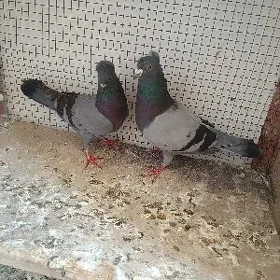 kepderi