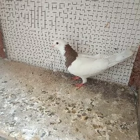 kepderi