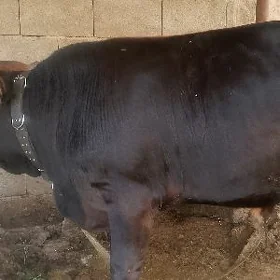 öküz
