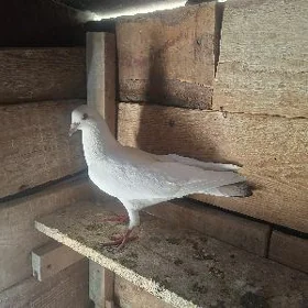 kepderi