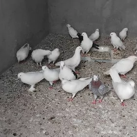 kepderi