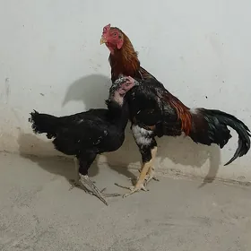Horaz Towuk