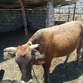 sygyr çekim