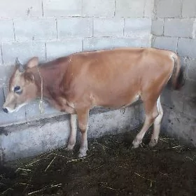 öküz