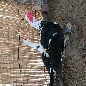 indavutga