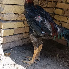 jujeler