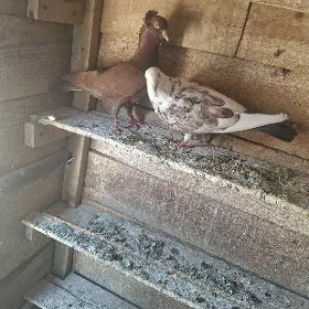 kepderi