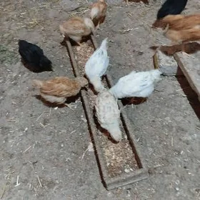 жужа