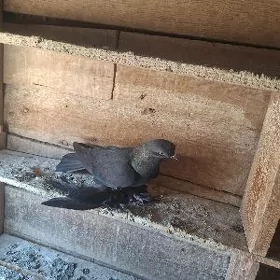kepderi