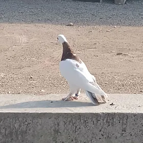kepderi