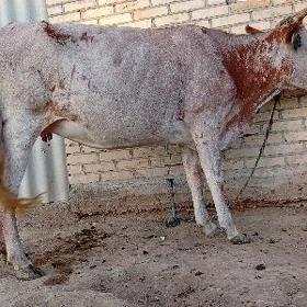 bakylan sygyr