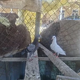 kepderi