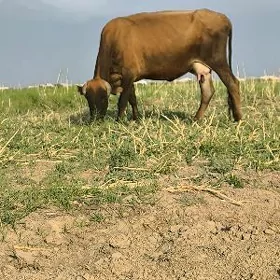 Göleli sygyr