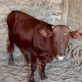 Öküz