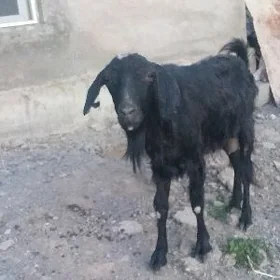 paroda geci