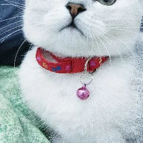 КОТ  НА ВЯЗКУ