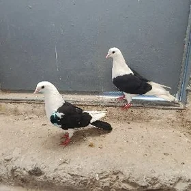 kepderi.