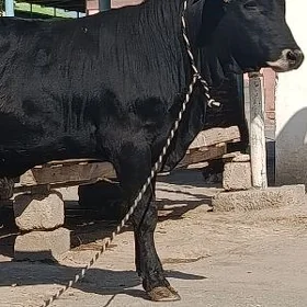 öküz