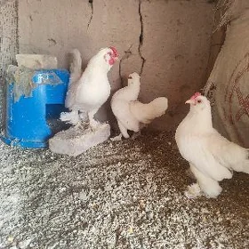 Ŷaponçik