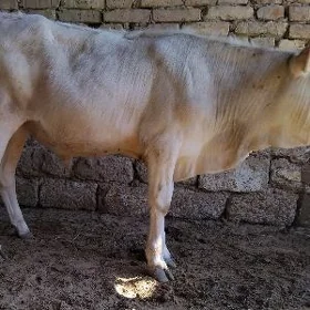 ARGINAL ŞWES OKÛZ. ARASSA
