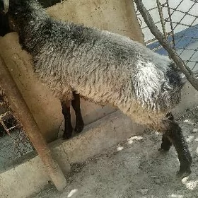 Goç goyun