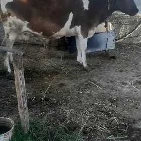 Ala sygyr
