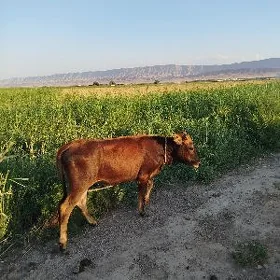 Göle