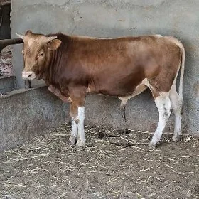 Gibrit simental okuz