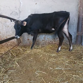 tuwe bogoz