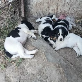 Щенки