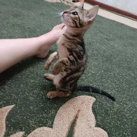 бенгальский котёнок