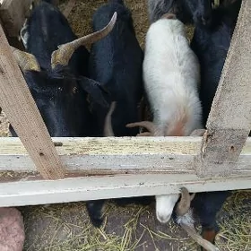 owec erkec geci goc