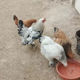 Brama