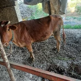 bogaz sygyr
