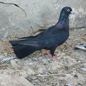 KEPDERI.