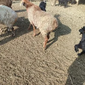 Gysar goç