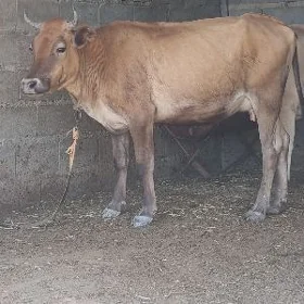 şwes göleli sygyr