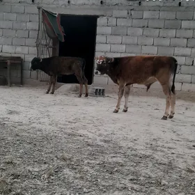Öküz
