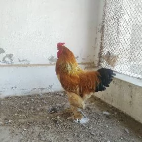 Brama paliwi