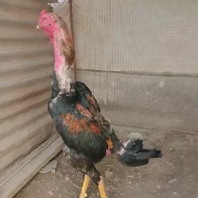 horaz
