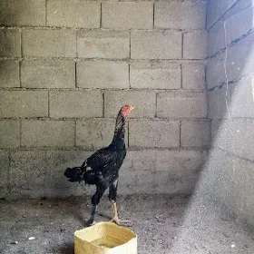 taşkent horoz