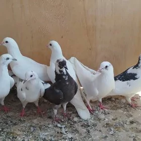 kepderi