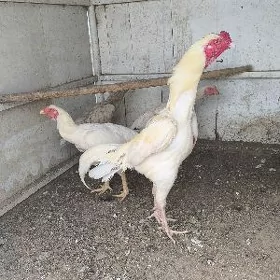 taşkent