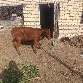 gulajyn