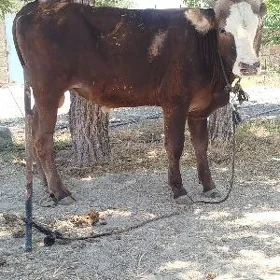 öküz