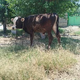 öküz