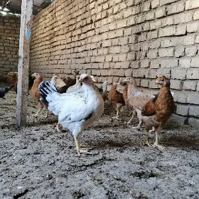 jüje