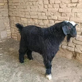 teke geci