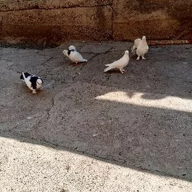kepderi