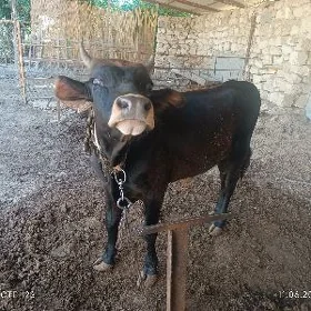 öküzçe